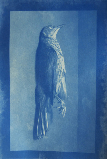 Maeve Coulter - Cyanotype